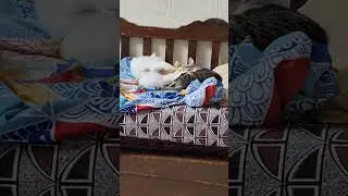 Stray Cat Whisperer  is live! Peaceful Calm Cats at Home 😺