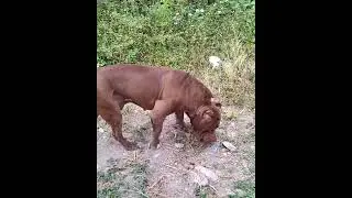 Pitbull American  Dog #lekthebestkennel