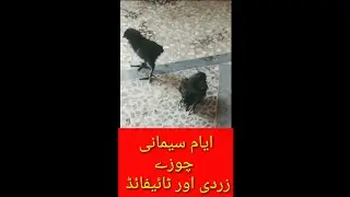 omphalitis typhoid in ayam cemai chicks | early chick mortality |#poultrydisease