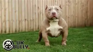 AMERICAN BULLY 