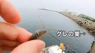 波止から手軽にグレ（メジナ）を狙う