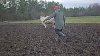 Veise liigutamine / Moving the beef cow