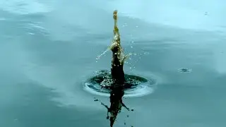 Rock In Puddle in 4K Slow Motion