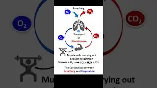 The connection between Breathing and Respiration | #shorts #neet
