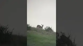 Animal Life - Oh Deer Those Three Just Finished a Meeting!