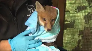 The Fox Project: How It Started, What We Do, and Why We Care