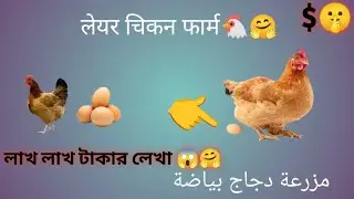 লেয়ার মুরগির খামারের লাইভ ভিডিও সকালের 🐔😱