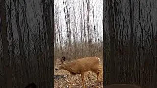Deer Food Plot Spring Maintenance #deerhunting