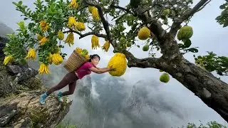 Cosechando la Rara Fruta Mano de Buda en una Montaña Muy Peligrosa | Casi Caigo