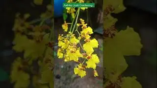 dancing lady orchid care //oncidium care //orchid plant care //orchid ki dekhbhal #gardening
