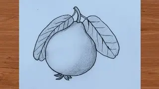 How to draw easy guava drawing step by step || পেয়ারা আকাঁ || Fruit drawing tutorial || Guava Arts