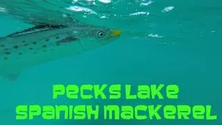 Pecks Lake Spanish Mackerel Run