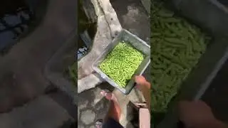 IGUANA MAKAN TANAMAN INI BOLEH GA YA!?