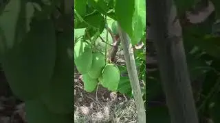 my 4 year old grafted Chocanon mango trees bearing fruits
