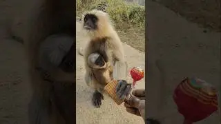 langur baby
