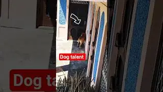 #trending #dogtalent #shorts