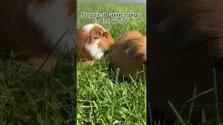 Happiest, guinea pig in the world! ￼🌎😊🐹 #guineapig #happy #cute #asmr #sounds