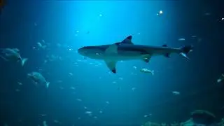 Oman Aquarium,Muscat l Largest Aquarium in the Middle East ! l CoffeeWithSelva