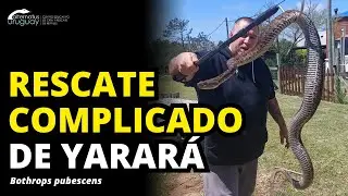 Rescate de Yara/Yarar&aacute; en cuneta de Punta Colorada | Bothrops pubescens