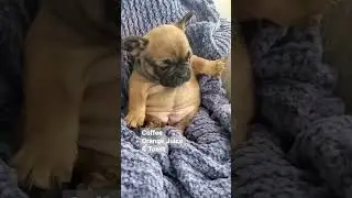 Cute Chubby Puppy 🐶 #dog #animals #cute #frenchbulldog #puppy #baby #frenchie #funny #comedy #happy