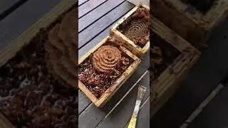 The only animals in Australia that aren&rsquo;t trying to kill you - native stingless bees!