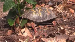 MVI 1760 box turtles mating