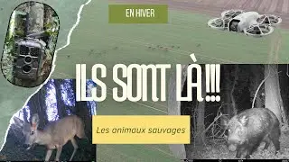 Cam&eacute;ras de chasse : je vous am&egrave;ne observer la faune sauvage des champs et des sous bois en hiver.