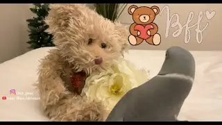 Funny Parrot- Milo has a new bear in his life