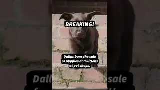 Dallas Bans the Sale of Puppies and Kittens at Pet Shops #shorts