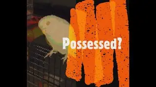 BIRD DEMON (DON'T BLINK) | 👀