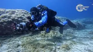 Diver Finds Cargo From 2,000-Year-Old Shipwreck