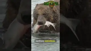Did you know - The biggest and powerful land  animals - all herbivores #nature #urbanwildlife