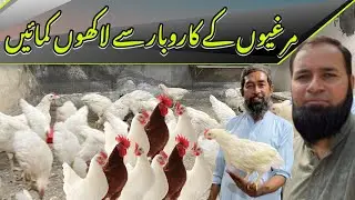 Poultry Farming Business Of Lohmann Brown Hens In Pakistan | Hen Farming In Home | Murghi Farming