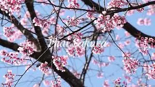 Thai Sakura in Chiangrai , Thailand