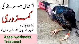 Aseel murgha ki kamzori ka ilaj || Aseel weakness Treatment 