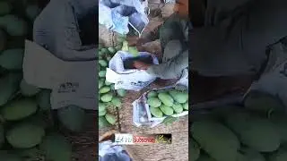 incredible Multani Mango Packing seen #youtubeshorts #viral #amazing #vlog #eid