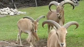 Barbary sheep (Ammotragus lervia) rutting behaviour showing ram's lip-smacking and chasing ewes.