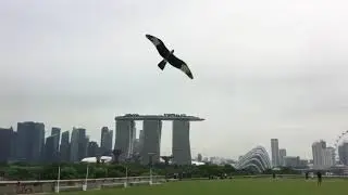 eagle kite panying ( Flying my eagle at Marina Barrage )
