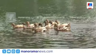 13785 വളർത്തു പക്ഷികളെ കള്ളിംഗ് നടത്തും; ആലപ്പുഴയിൽ പക്ഷിപ്പനി പടരുന്നു | Alappuzha