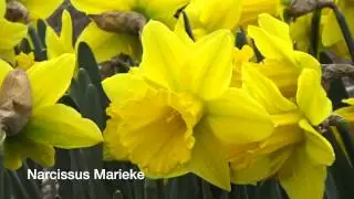 Narcissus Marieke - Narcissus Bulbs from Holland