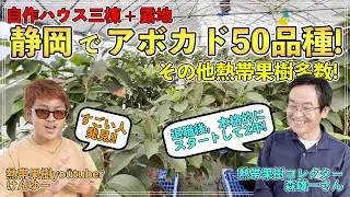 静岡でアボカド50品種とその他たくさんの熱帯果樹，柑橘をされてるコレクターの所へ【森雄一さん】