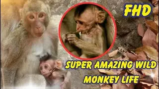 Super Amazing Wild Monkey Life | Animals&Birds168 @hdmonkeys