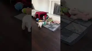 Toy Schnauzer and Maltese play day