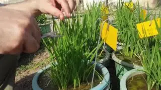 Screening for Crop Disease Resistance