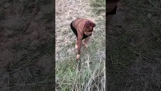 OMG! Amazing Rural! Pretty girl pulls a big snake out of a hole in the ground