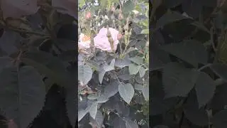 Серия видео набросок 2 #shorts_ #flowers #молдова #garden #rose #music #nature