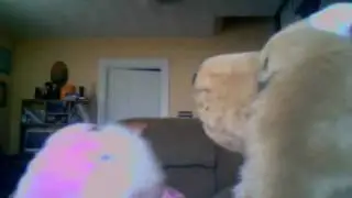 easter bunny fights dog