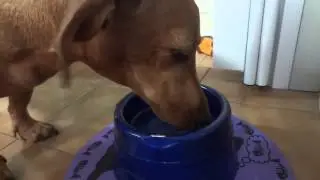 JUNIOR - Tomando água de coco - Será que ele gosta? - Junior o cachorro vegetariano.