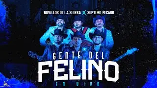 Novillos De La Sierra, Septimo Pecado -  Gente De Felino [En Vivo 2023]