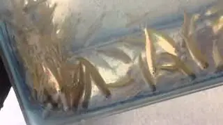 Rodostomus (Petitella georgiae)